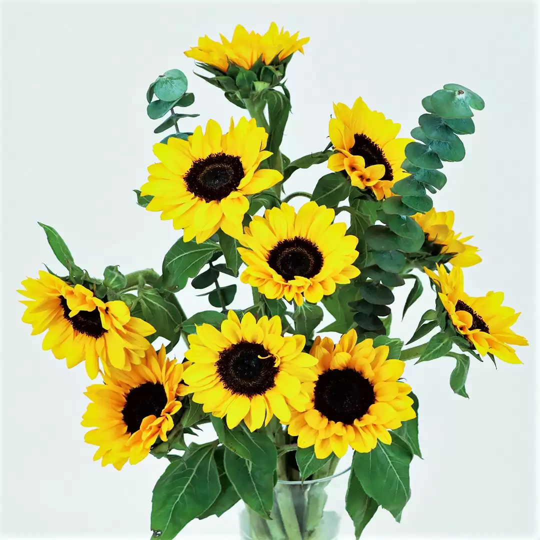 10 Sunflowers in a Vase